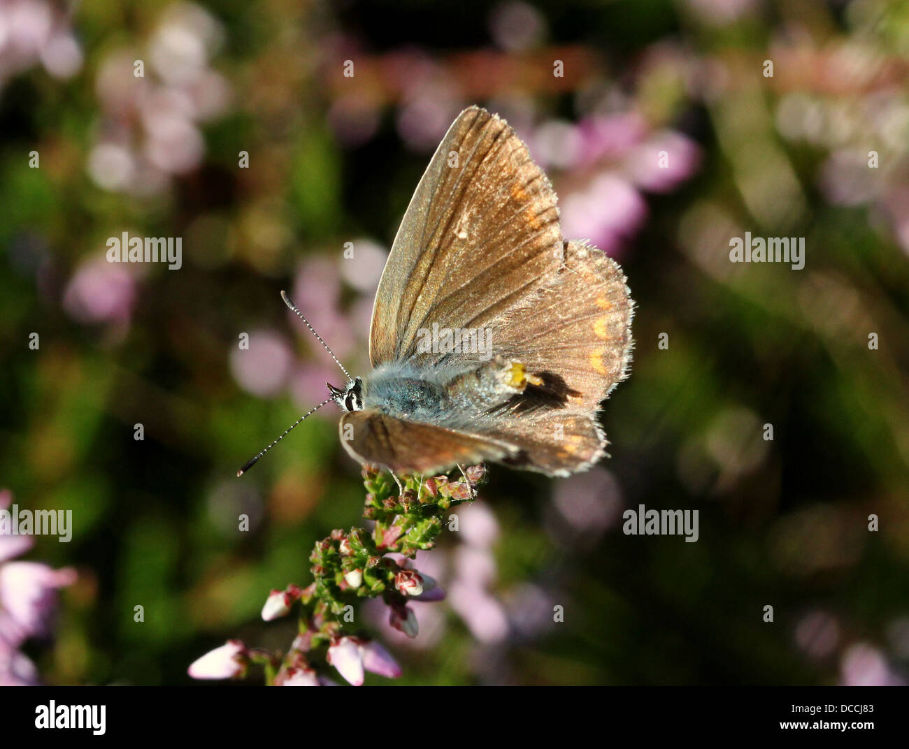 Detallada imagen macro de una hembra azul común (Polyommatus icarus) butterfly posando con alas abiertas Foto de stock