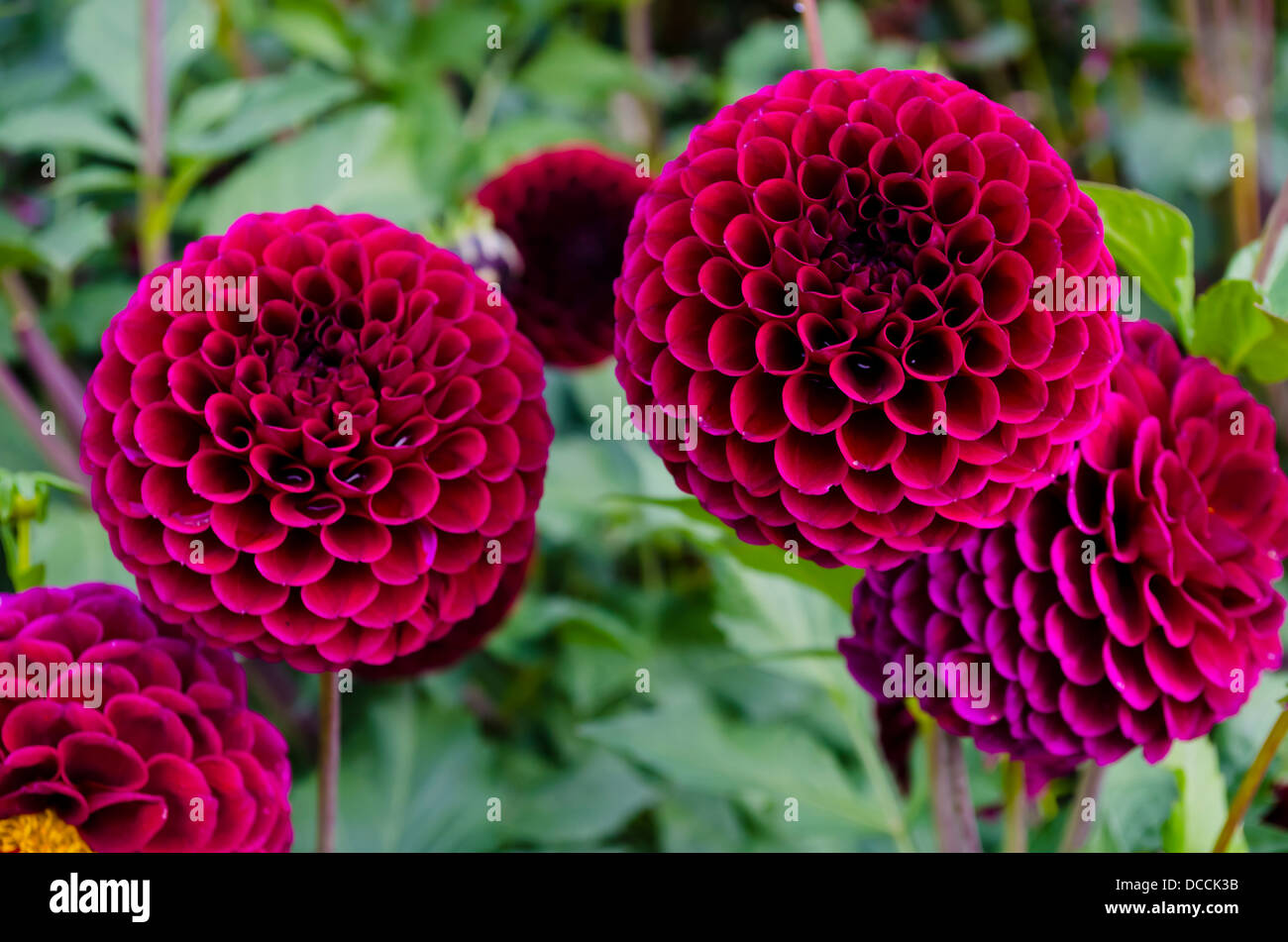 Flores de pompones fotografías e imágenes de alta resolución - Alamy