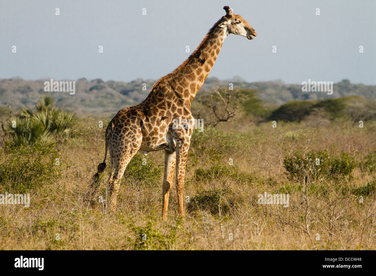 South African jirafa (Giraffa camelopardalis giraffa) Foto de stock