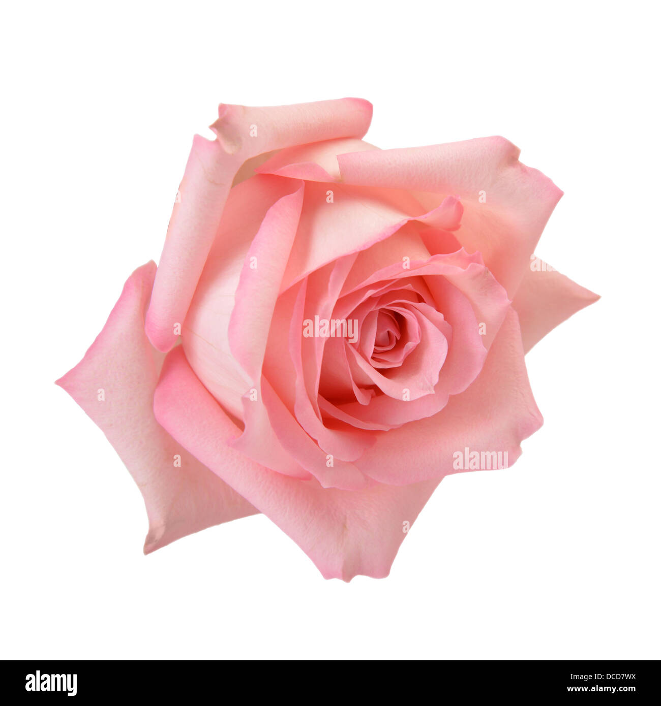 Rosa rosa delicado macro aislado en blanco. Trazado de recorte incluido Foto de stock