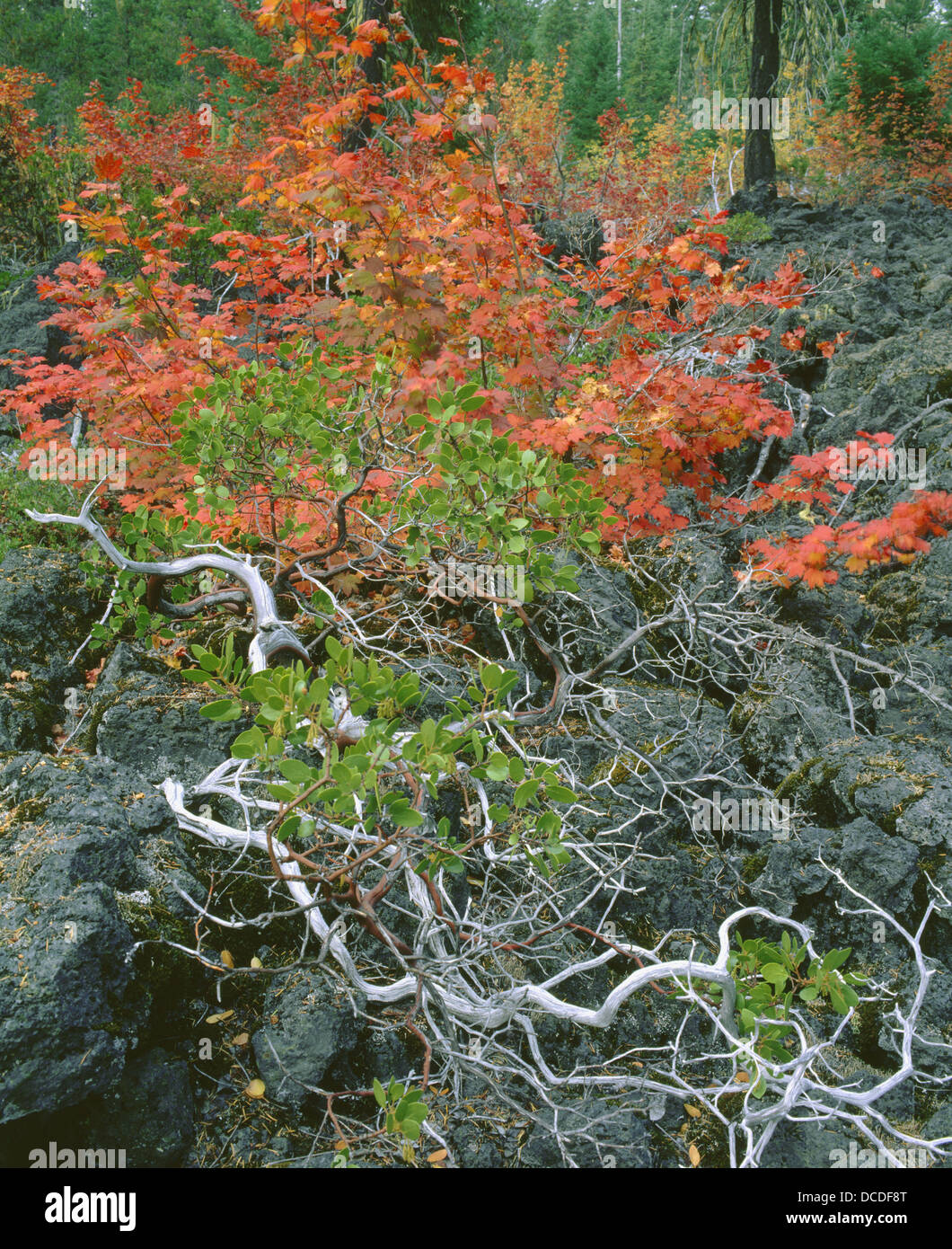 Hacer Circinatum maple (VID) y Manzanita (Arctostaphylos). Belknap flujo de lava del cráter. El bosque nacional de Willamette. En el estado de Oregon. Ee.Uu. Foto de stock