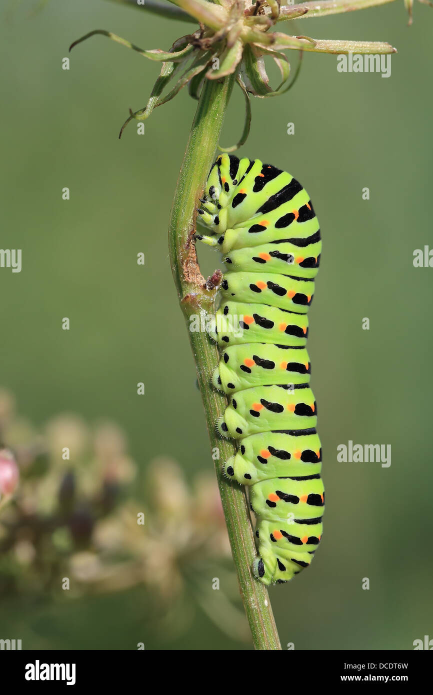 Especie (Papilio machaon) Foto de stock