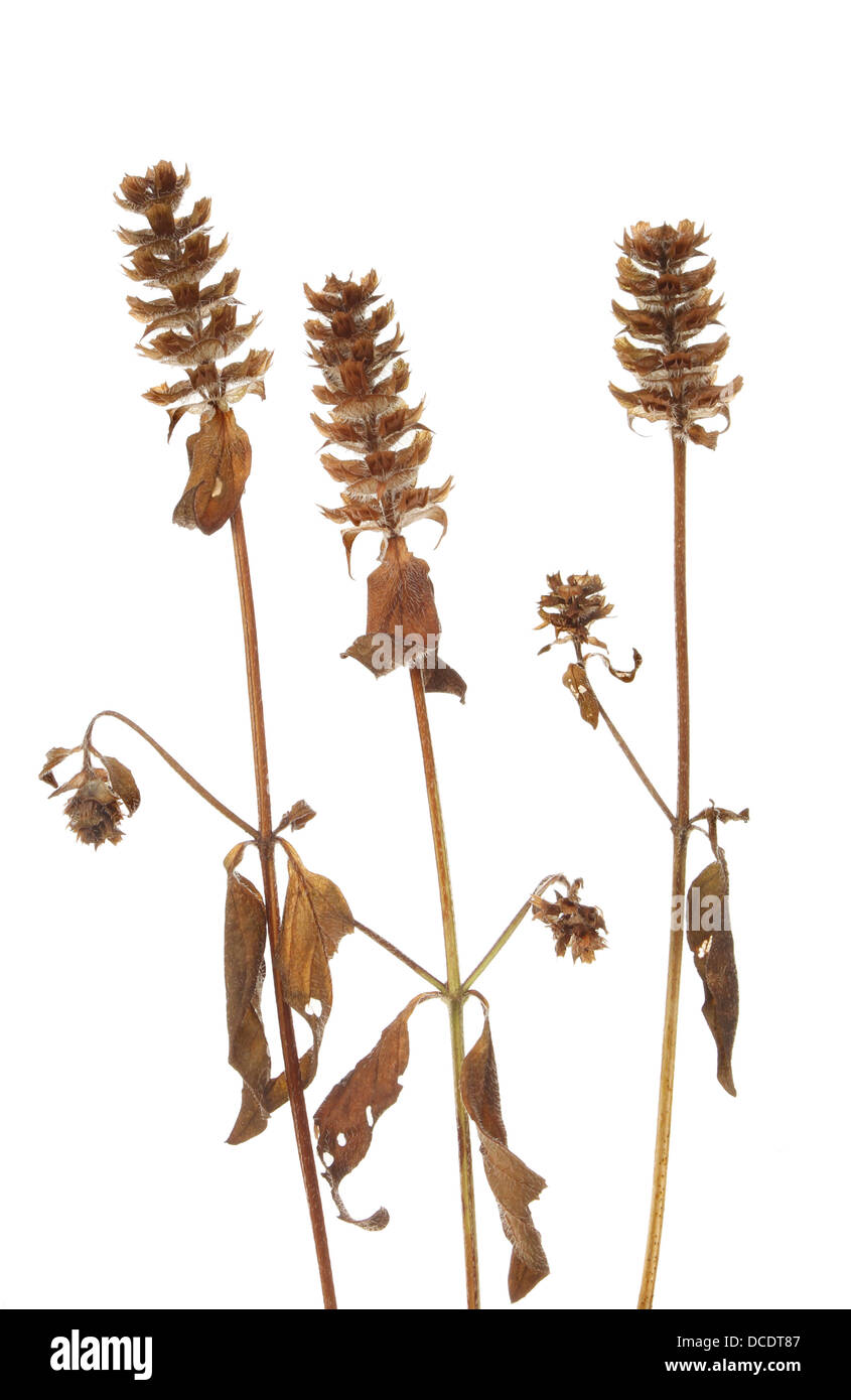 Cabezas de semillas secas, tallos y hojas de auto sanar flores silvestres aisladas contra un blanco Foto de stock