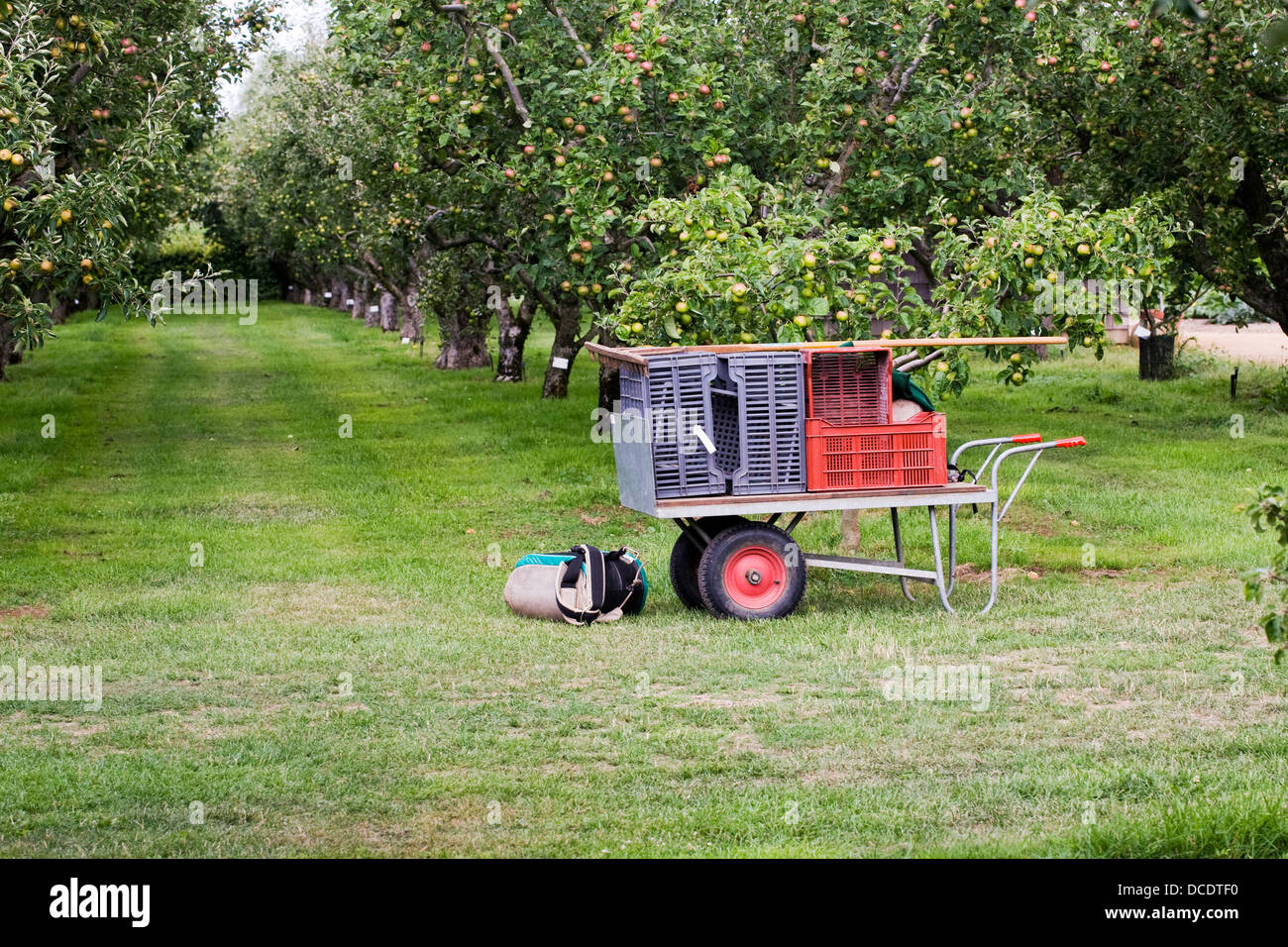 El equipo de recogida de Apple en los huertos en RHS Wisley. Foto de stock