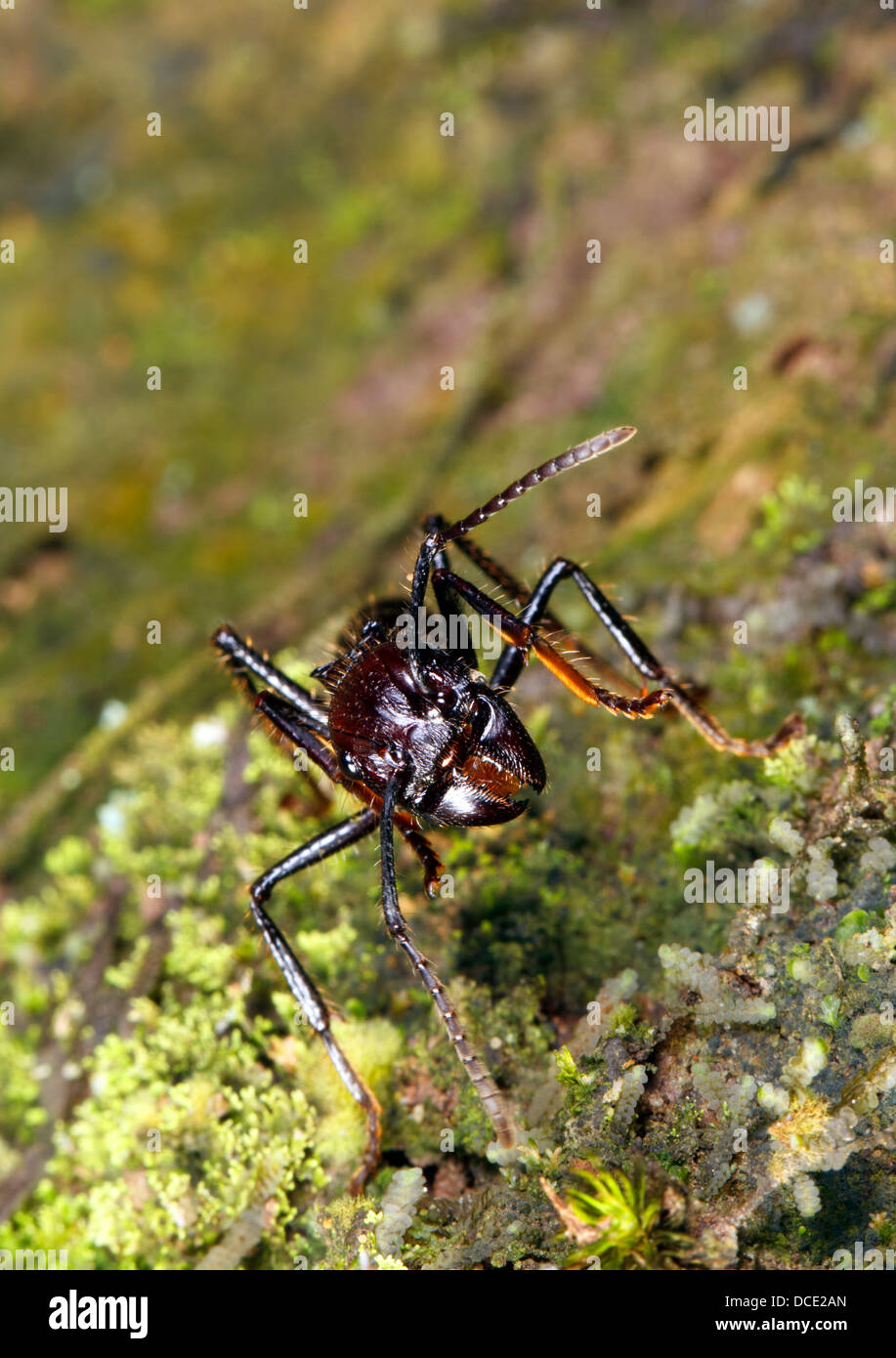 Bullet o hormiga Conga (Paraponera clavata) en la selva, Ecuador. Una especie peligrosa con una