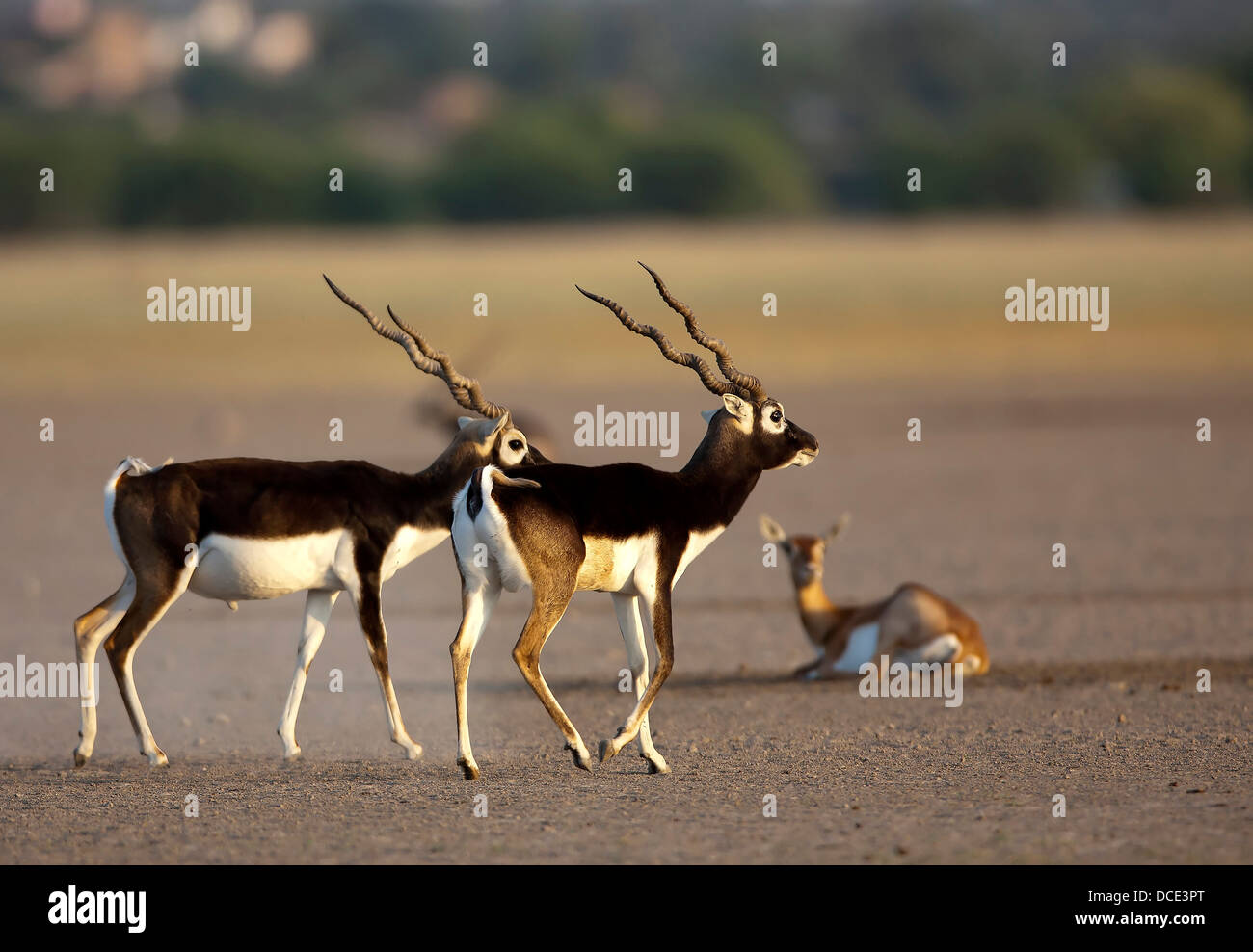 Antílopes Blackbuck 'Antilope cervicapra indio' Tal Chappar Santuario, Rajasthan. Vida Silvestre 'India','Especies amenazadas',Animal,Vida Silvestre Foto de stock