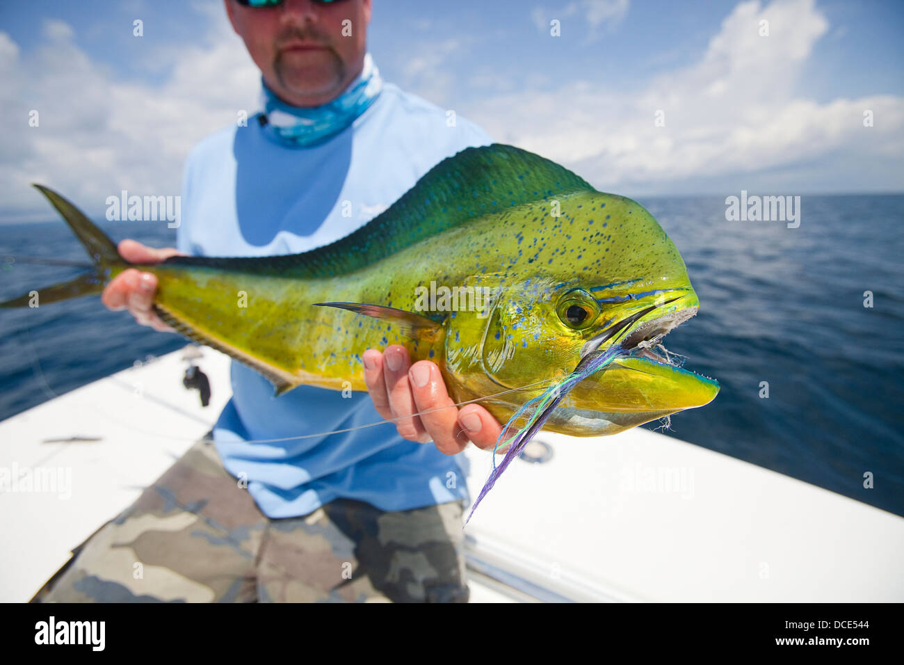 El hombre posee un pescado mahi-mahi; Panamá Foto de stock