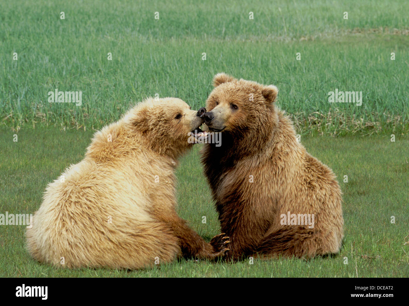 Oso Pardo yearling Cachorros jugando en la pradera de juncia Hallo Bay, el Parque Nacional de Katmai, Alaska Foto de stock