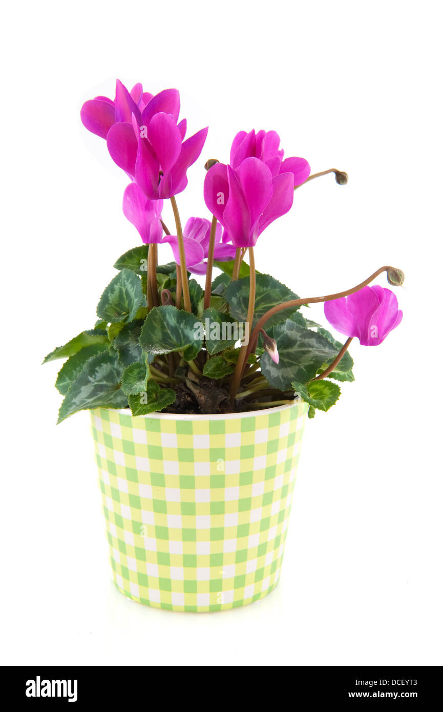 Cyclamen rosa para interior Foto de stock