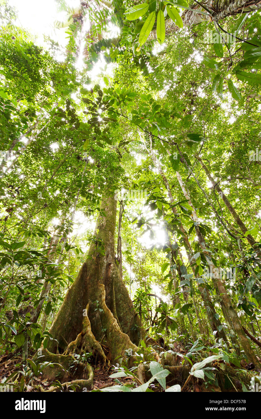 Ángulo de visión baja de selva tropical con una gran apuntalado árbol raíz, Ecuador Foto de stock