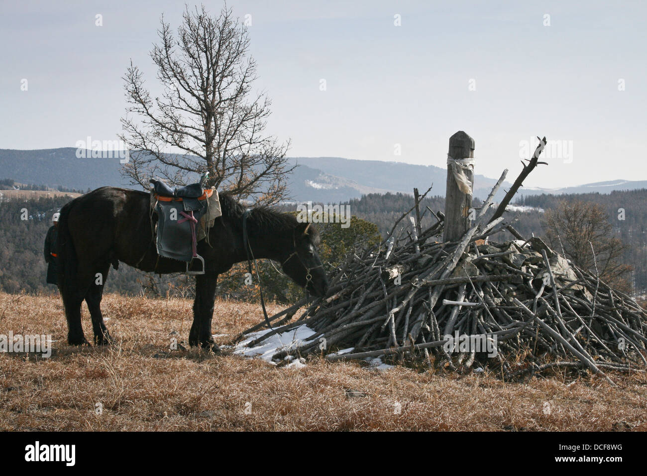 Y caballos mongoles ovoo en el bosque en el parque nacional Terelj, Mongolia Foto de stock