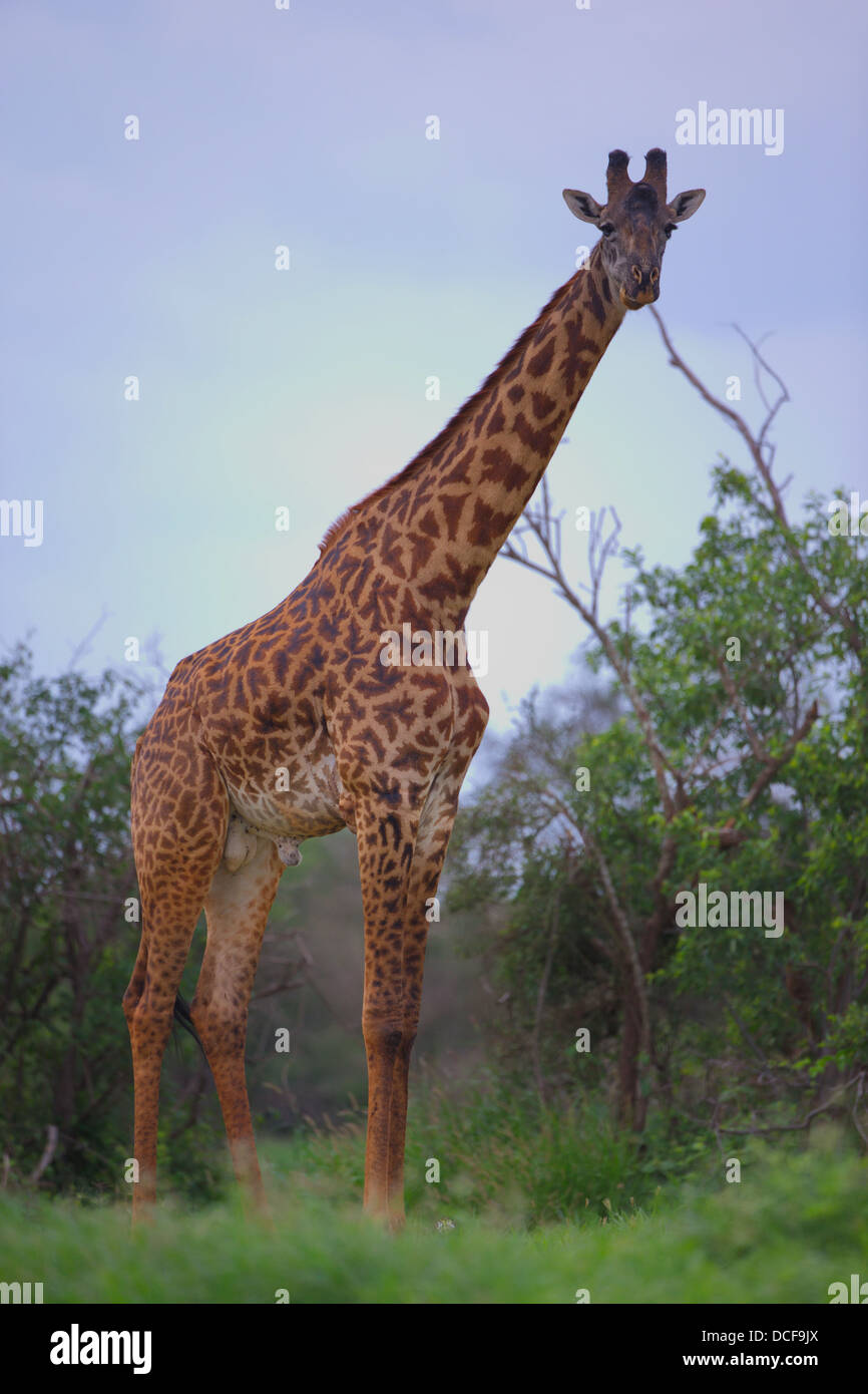Jirafa Masai. Giraffa camelopardalis tippelskirchi. Selenkay Conservancy. Kenya, Africa. Foto de stock