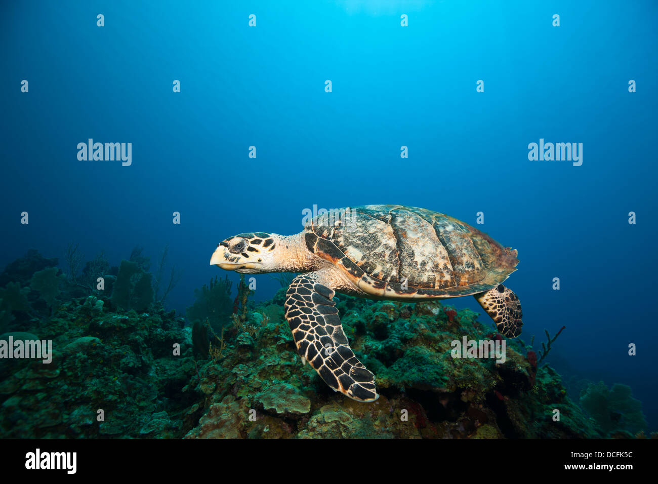 Atlántico de la tortuga carey (Eretmochelys imbricata) nadando por encima de un coral tropical Foto de stock