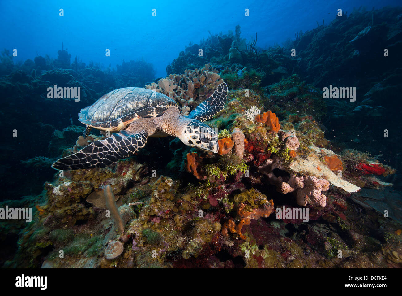 Atlántico de la tortuga carey (Eretmochelys imbricata) forrajeando en un arrecife de coral tropical Foto de stock