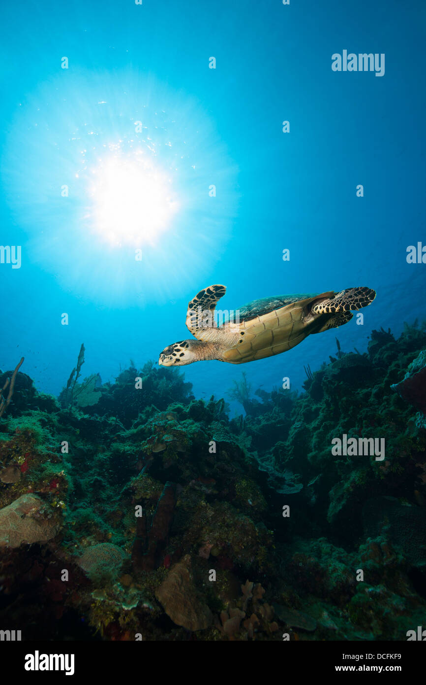 Atlántico de la tortuga carey (Eretmochelys imbricata) nadando en un arrecife de coral tropical Foto de stock