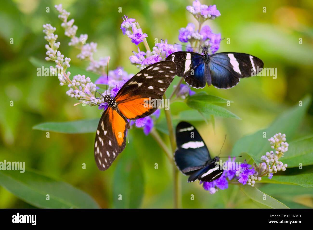 Tres coloridas mariposas sobre las flores en primavera; Oregón, EE.UU. Foto de stock