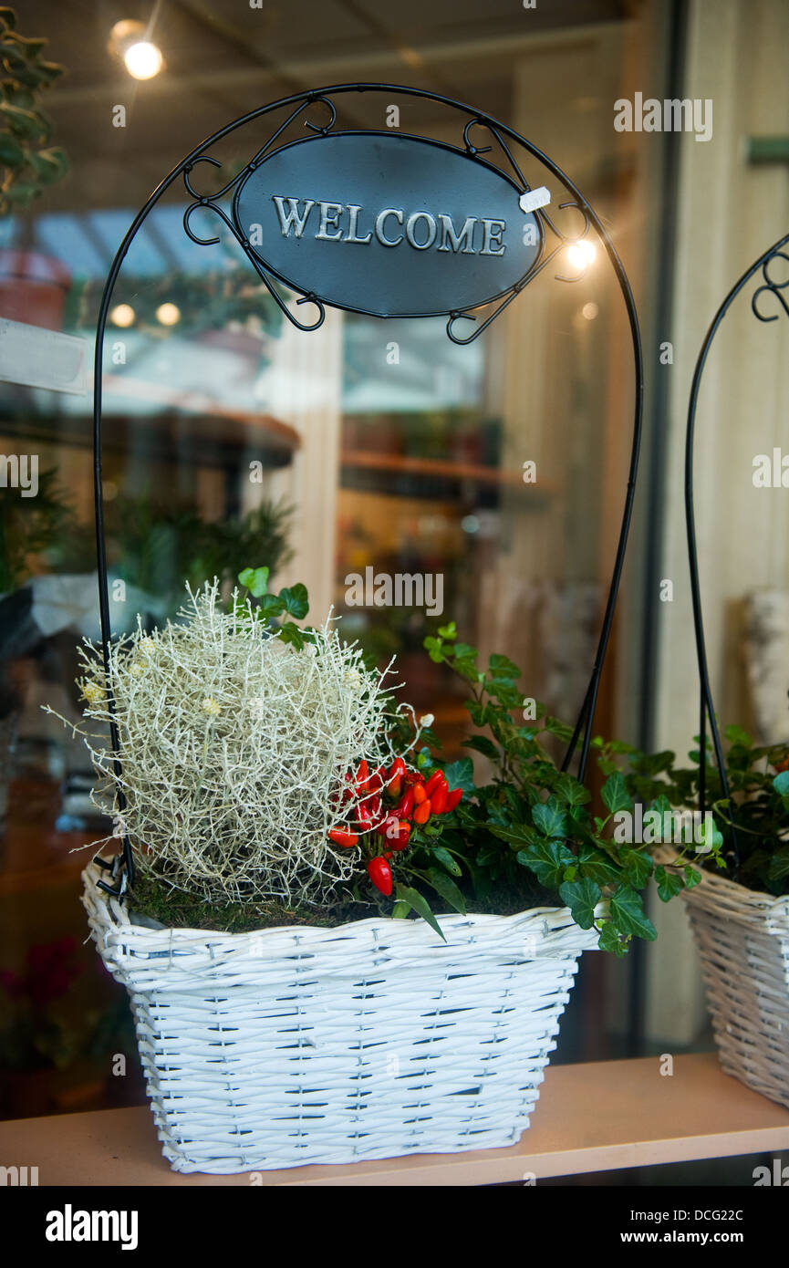 Plantas en flower shop Foto de stock