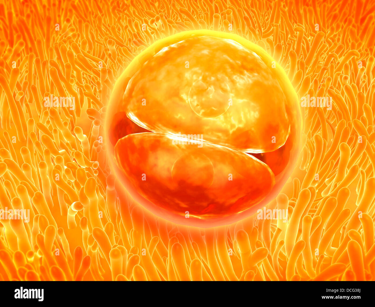 Desarrollo embrionario de 24-36 horas después de la fertilización. Foto de stock