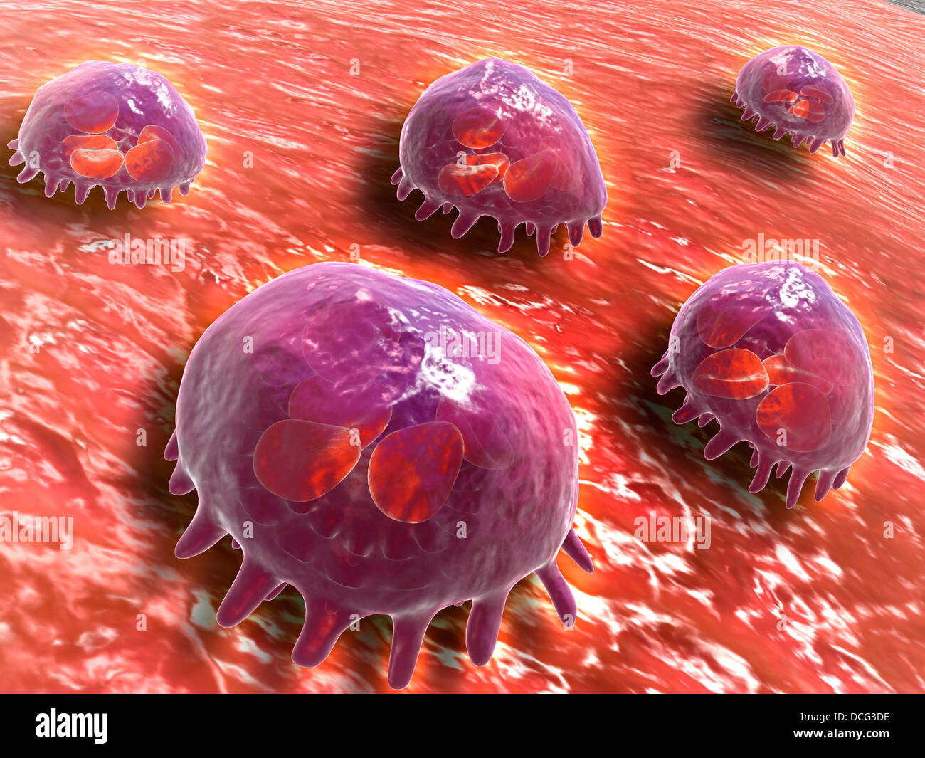 Vista microscópica fagocítica de los macrófagos, que están implicados en la respuesta inmune en el cuerpo. Foto de stock