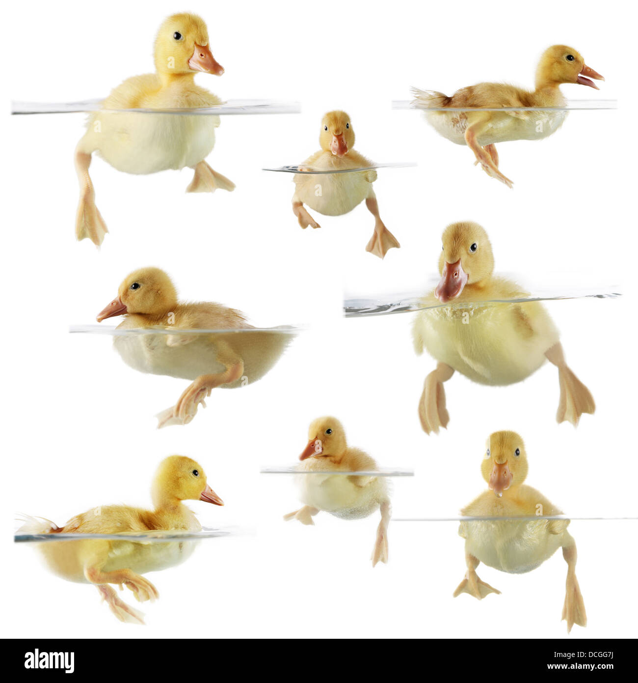 Collage de lindos patitos nadar Fotografía de stock Alamy Collage de lindos patitos nadar Fotografía de stock Alamy