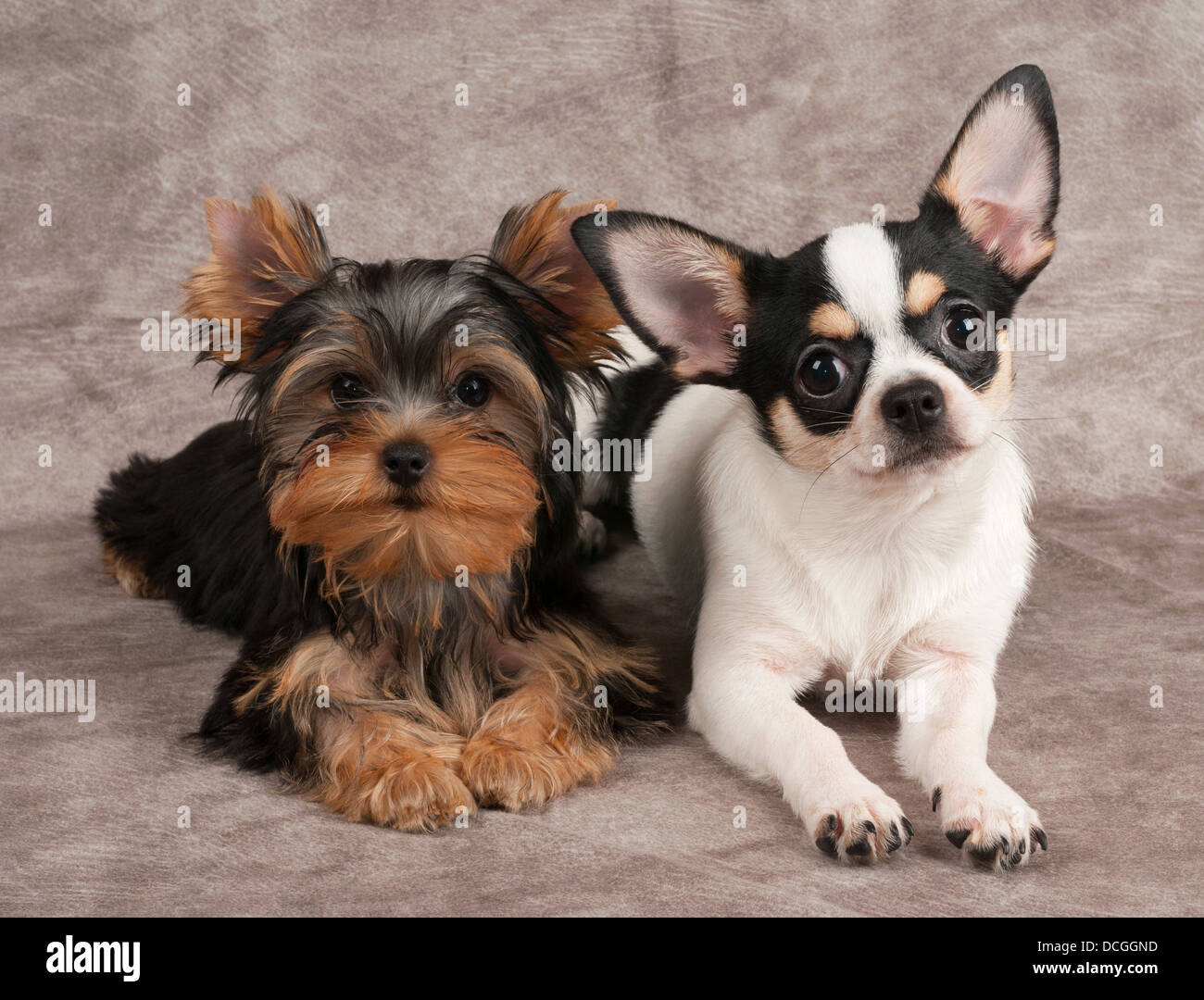 Chihuahua yorkshire terrier dog fotografías e imágenes de alta resolución -  Alamy
