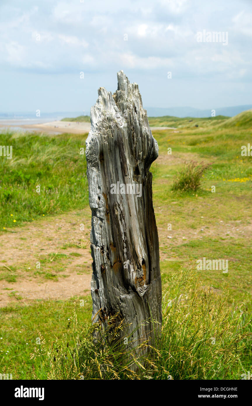 Poste de madera desgastada, Kenfig Sands Beach, Porthcawl, Gales, Reino Unido. Foto de stock