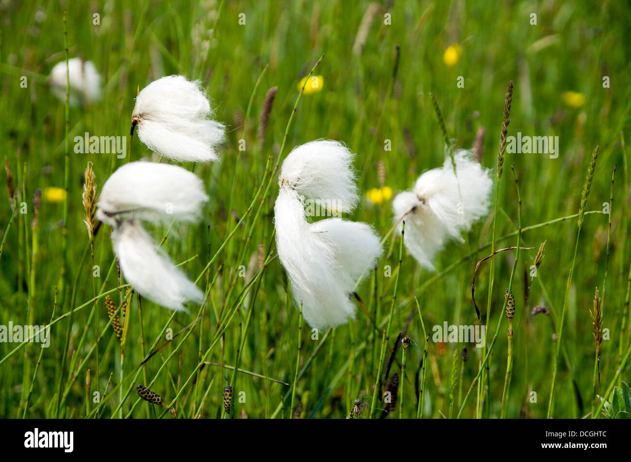 Eriophorum Kenfig Cottongrass, Reserva Natural Nacional, Porthcawl, Gales del Sur. Foto de stock