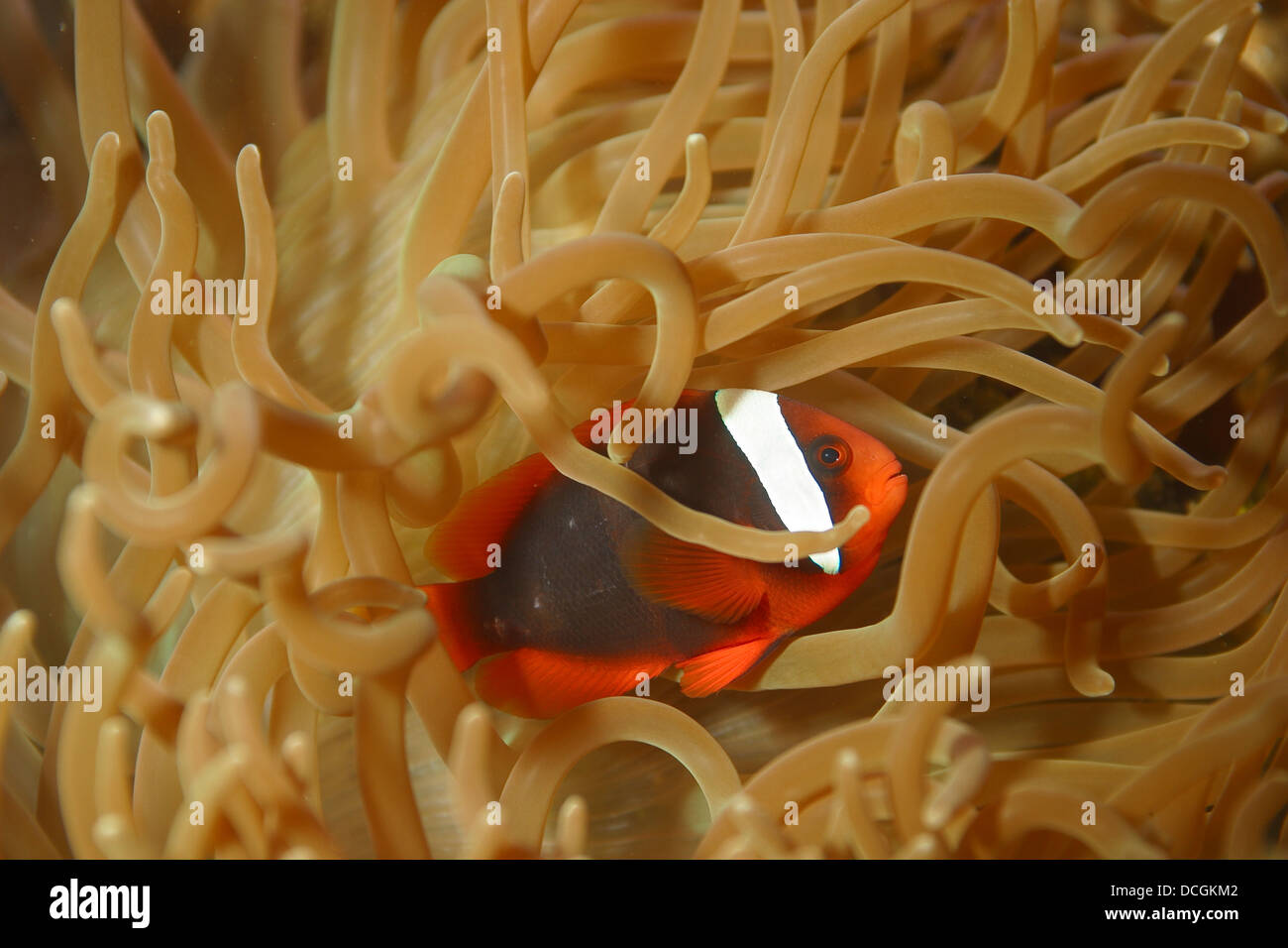 El pez payaso, rojo tomate, roter clownfisch anemonefish, halsband-anemonenfisch, anemonenfisch, amphiprion frenatus Foto de stock