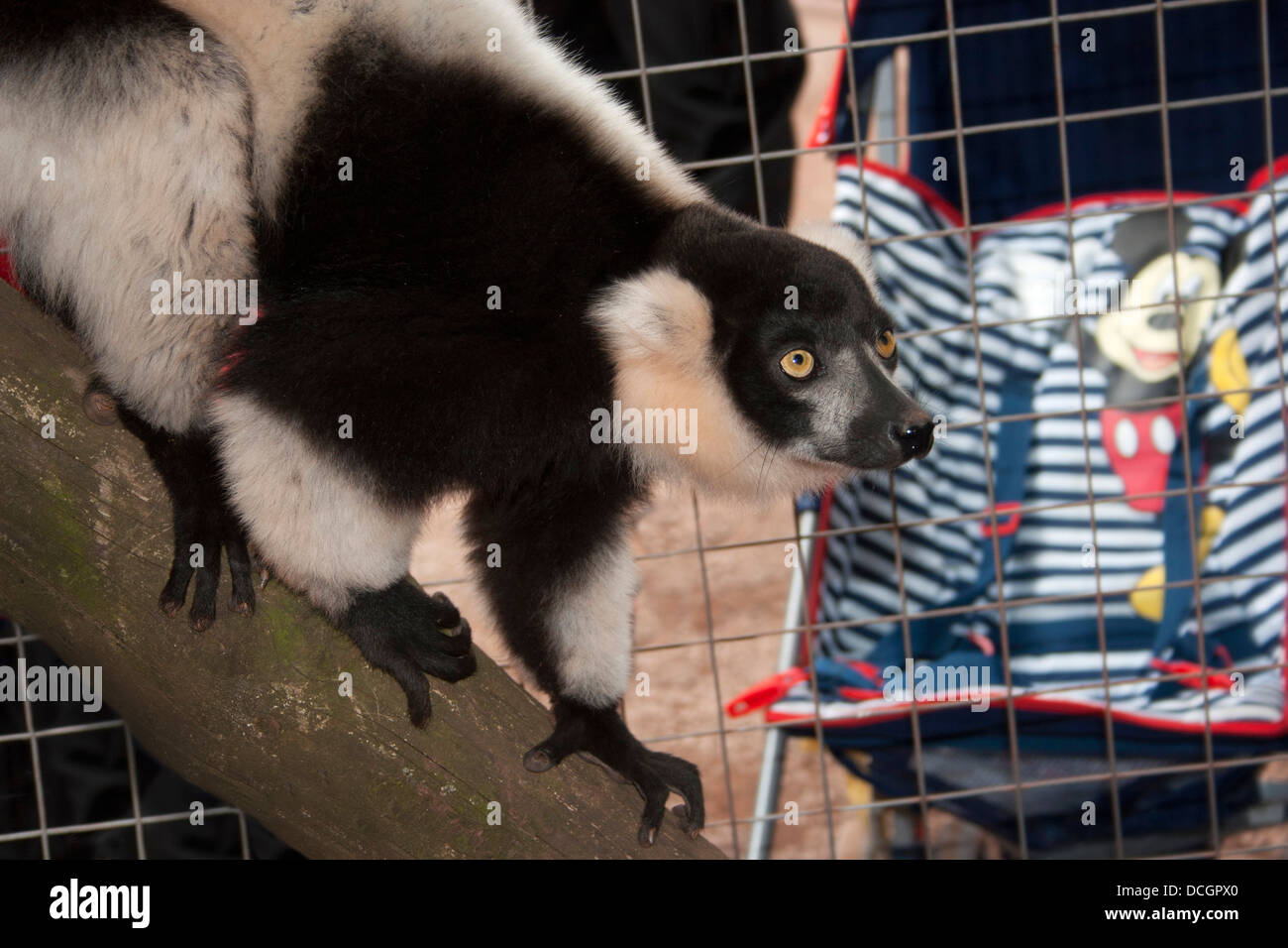 Los cinturones de seguridad en blanco y negro ruffed lemur con una imagen de Mickey Mouse en una silla de empuje más allá de la jaula el cable Foto de stock