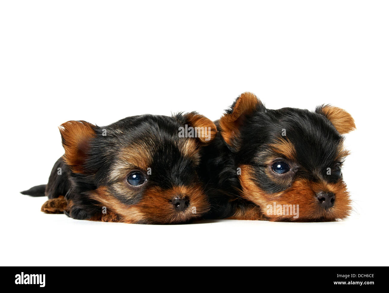 Dos pequeños y pequeños cachorros de Yorkshire Terrier Foto de stock