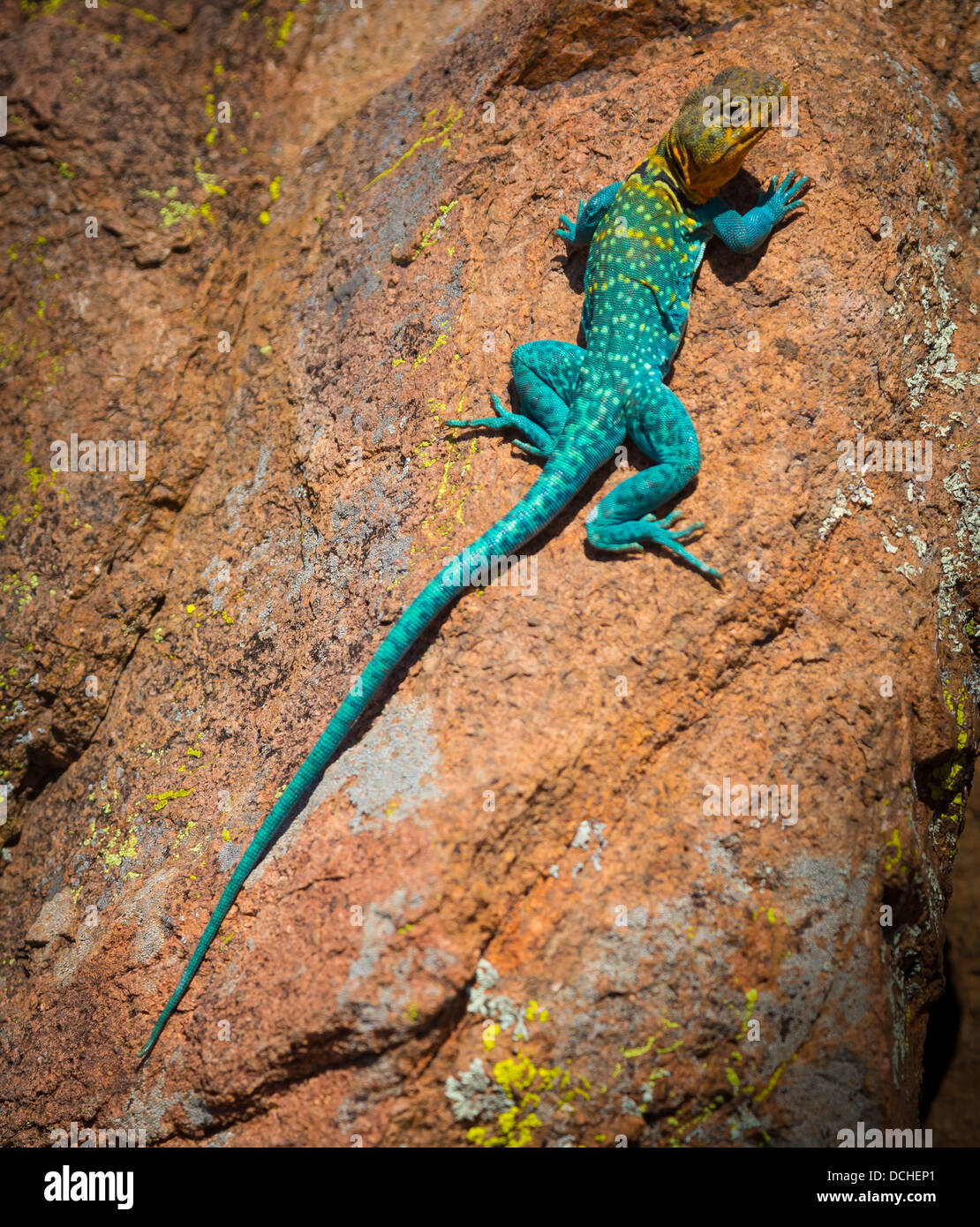 Collared lizard en Wichita Mountains National Wildlife Refuge en Lawton, Oklahoma Foto de stock
