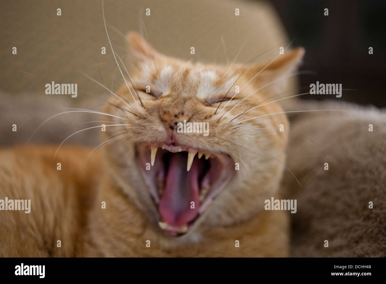 Retrato de un interno de Jengibre Naranja pelo corto Mackrel gato atigrado (Felis gatos) bostezos y mostrando los dientes. Foto de stock