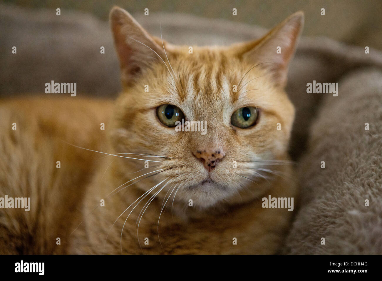 Retrato de un interno de Jengibre Naranja pelo corto Mackrel gato atigrado (Felis catus). Foto de stock