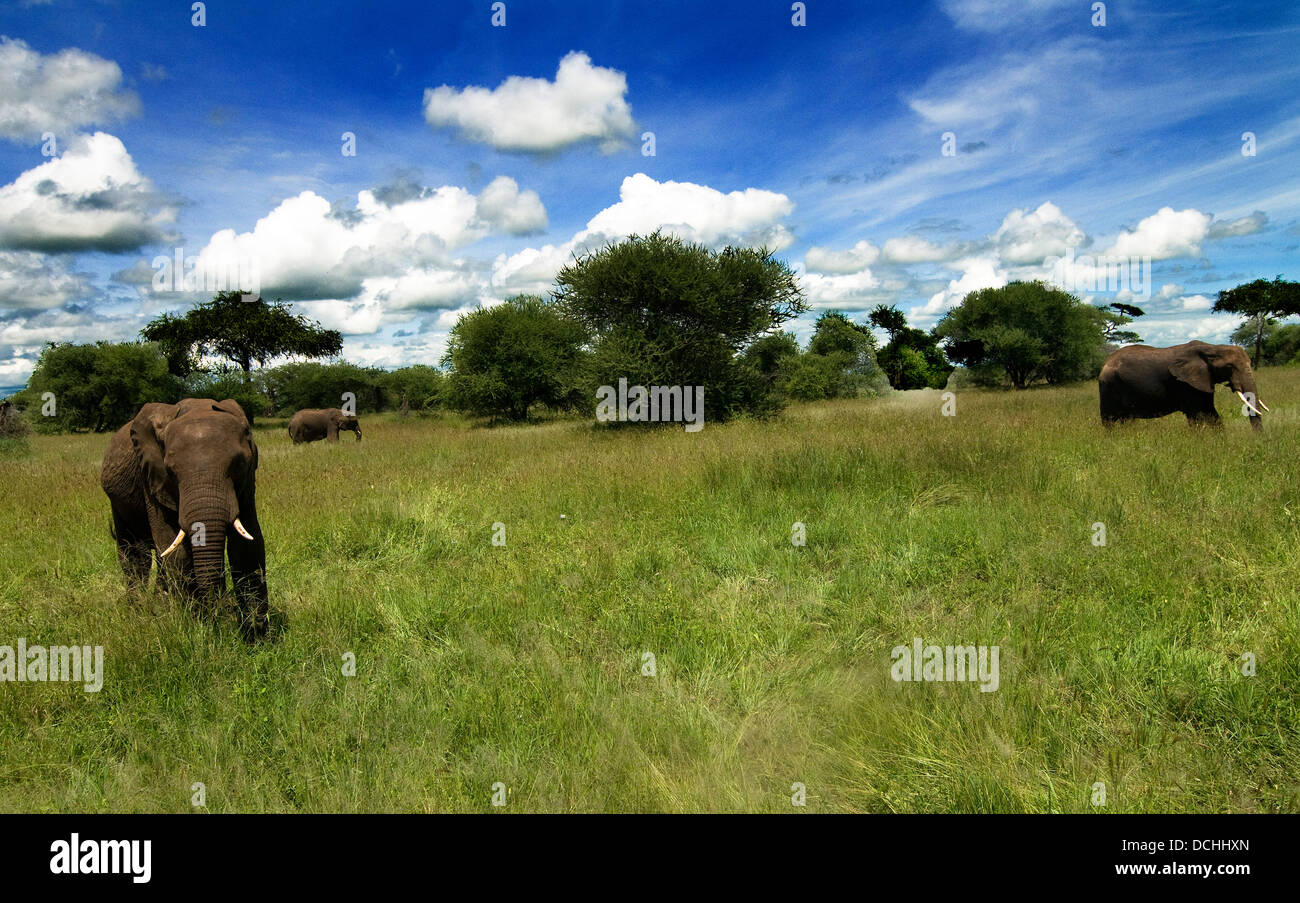 Los elefantes pastando en el parque de Tarangire en Tanzania. Foto de stock