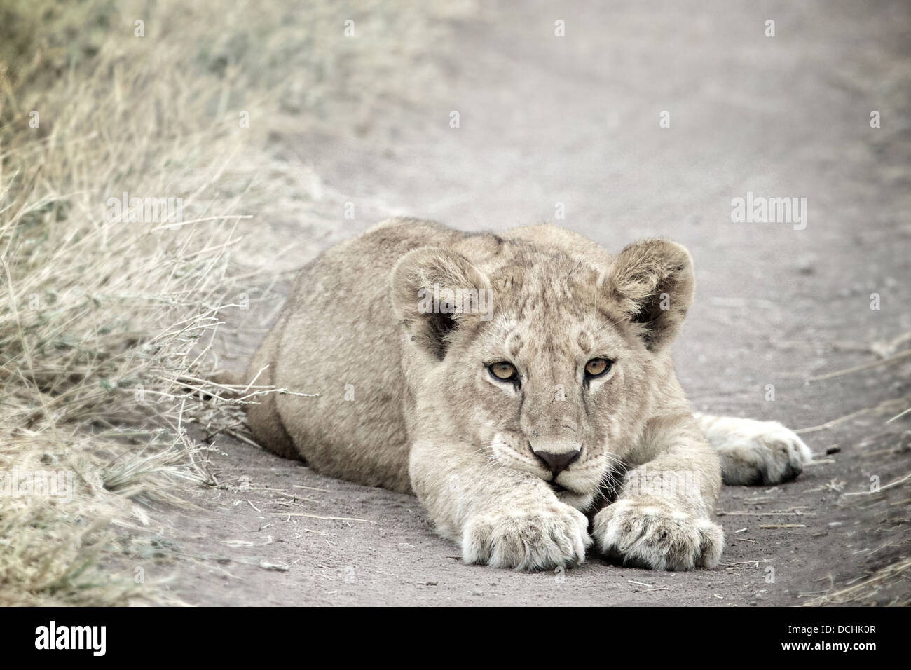 Cachorro de león.Panthera leo el Parque nacional Serengeti . Tanzania Foto de stock