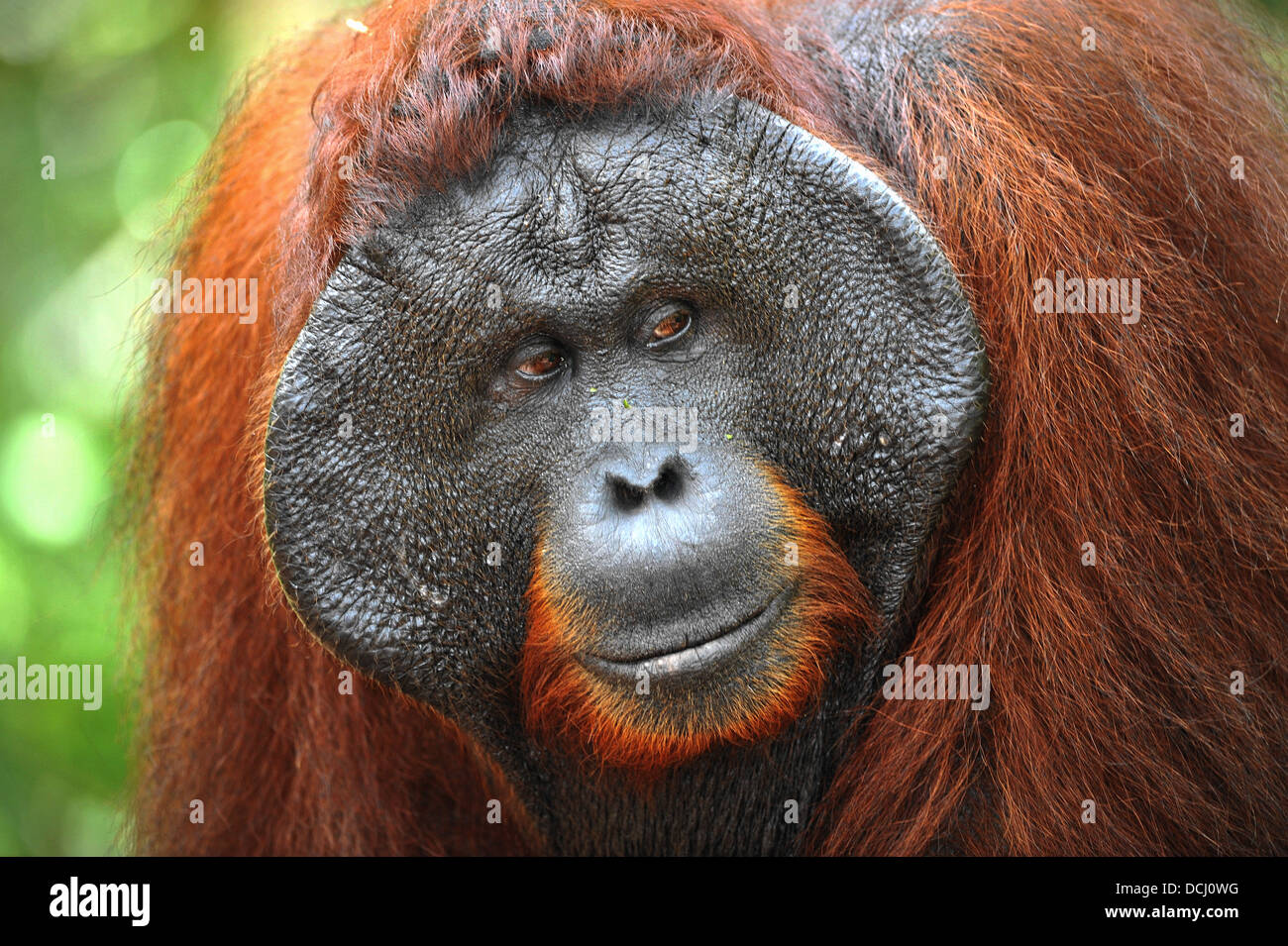 Macho alfa del orangután. Foto de stock