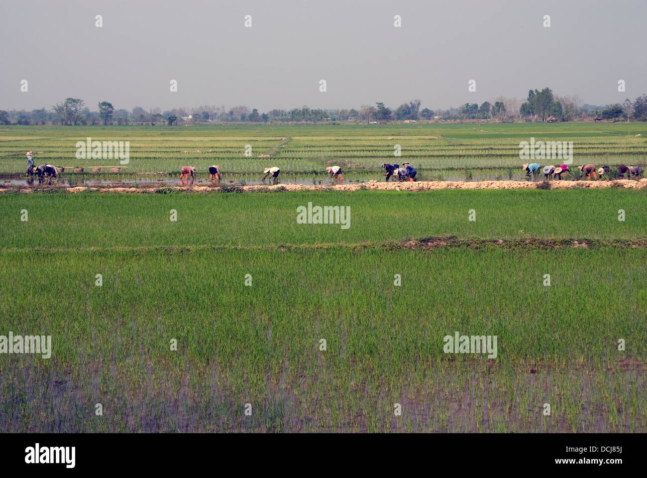 Los agricultores la plantación de arroz en la provincia de Chiangrai Foto de stock