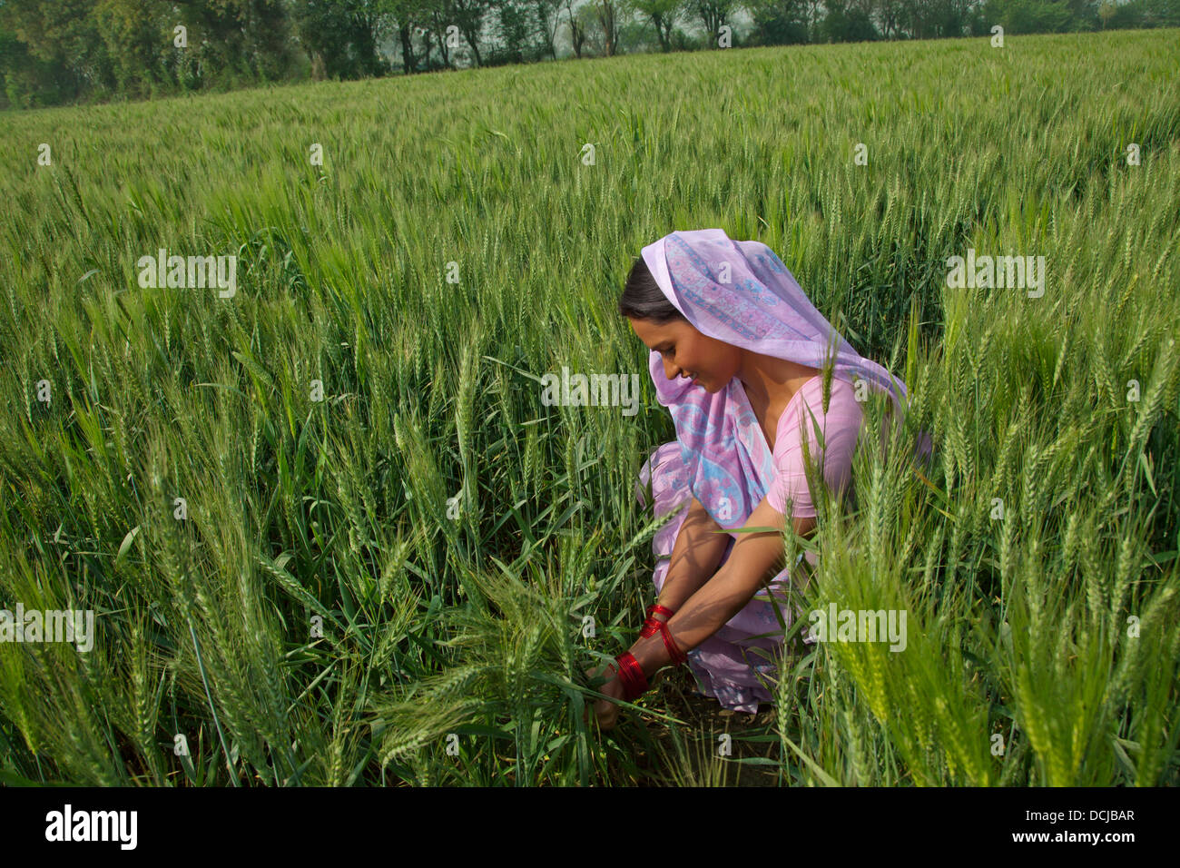 Indian trabajadora agrícola que trabajan en el campo Foto de stock