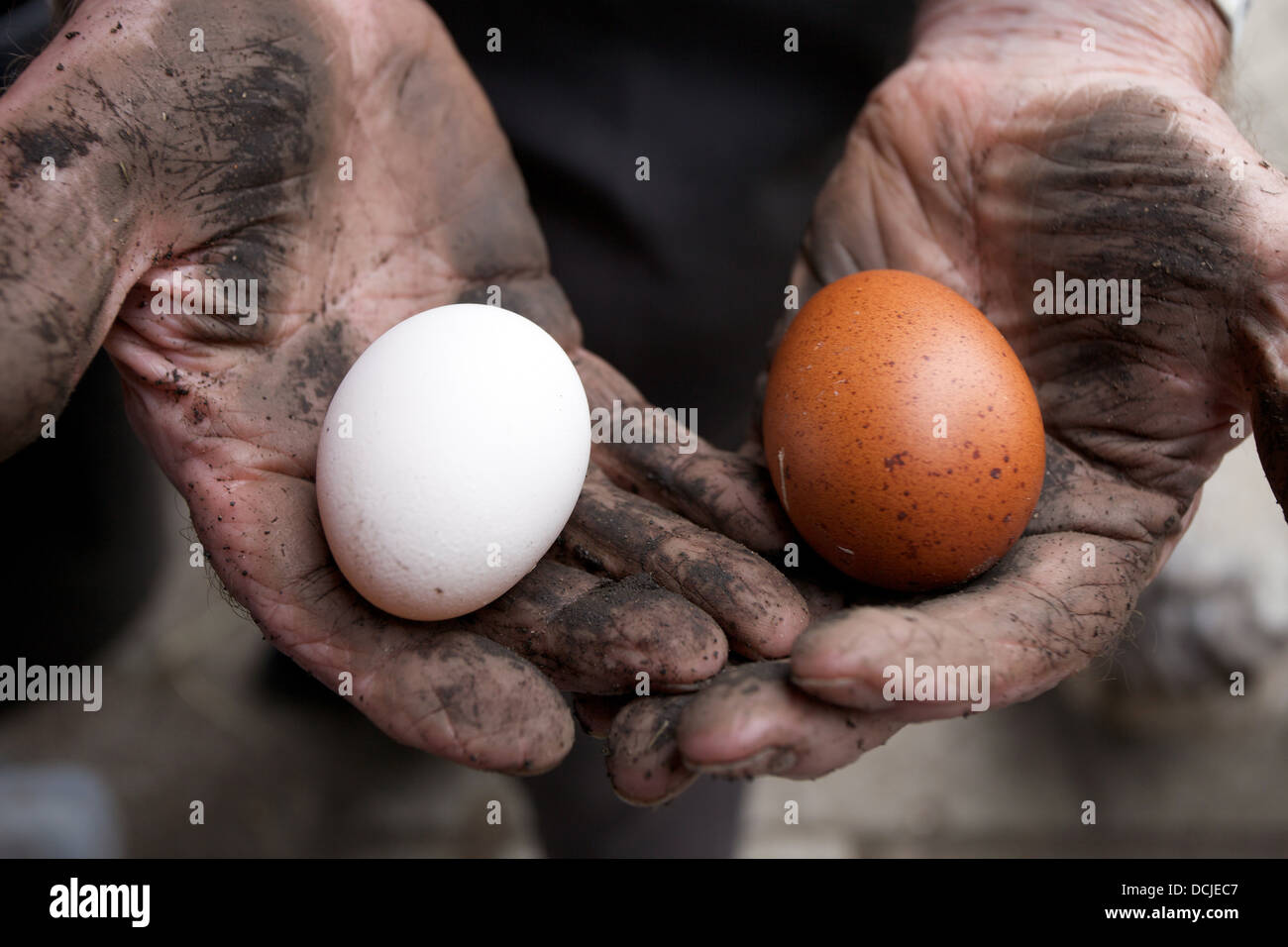 Huevos puestos fotografías e imágenes de alta resolución - Alamy