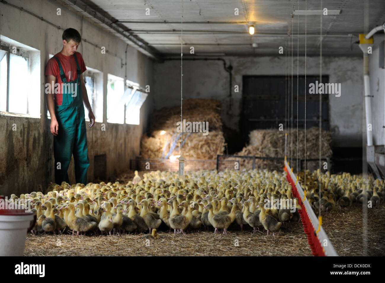 Alemania, Saxonia, Wermsdorf, gansos de cría y producción de carne abajo, Gosling, gansos jóvenes en estable Foto de stock