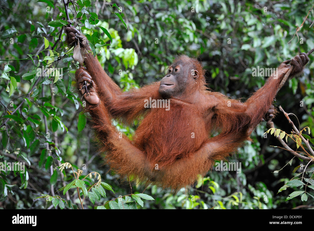 Orangután juvenil .Pongo pygmaeus Foto de stock