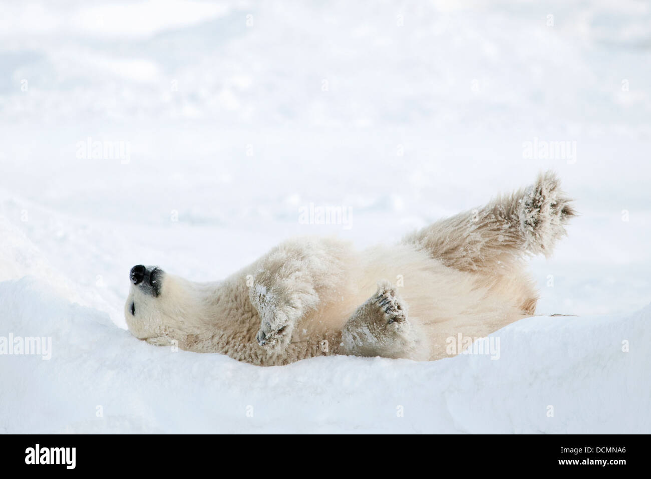 El oso polar (Ursus maritimus) jugando en la nieve en la banquisa, Churchill, la bahía de Hudson, Manitoba, Canadá. Foto de stock