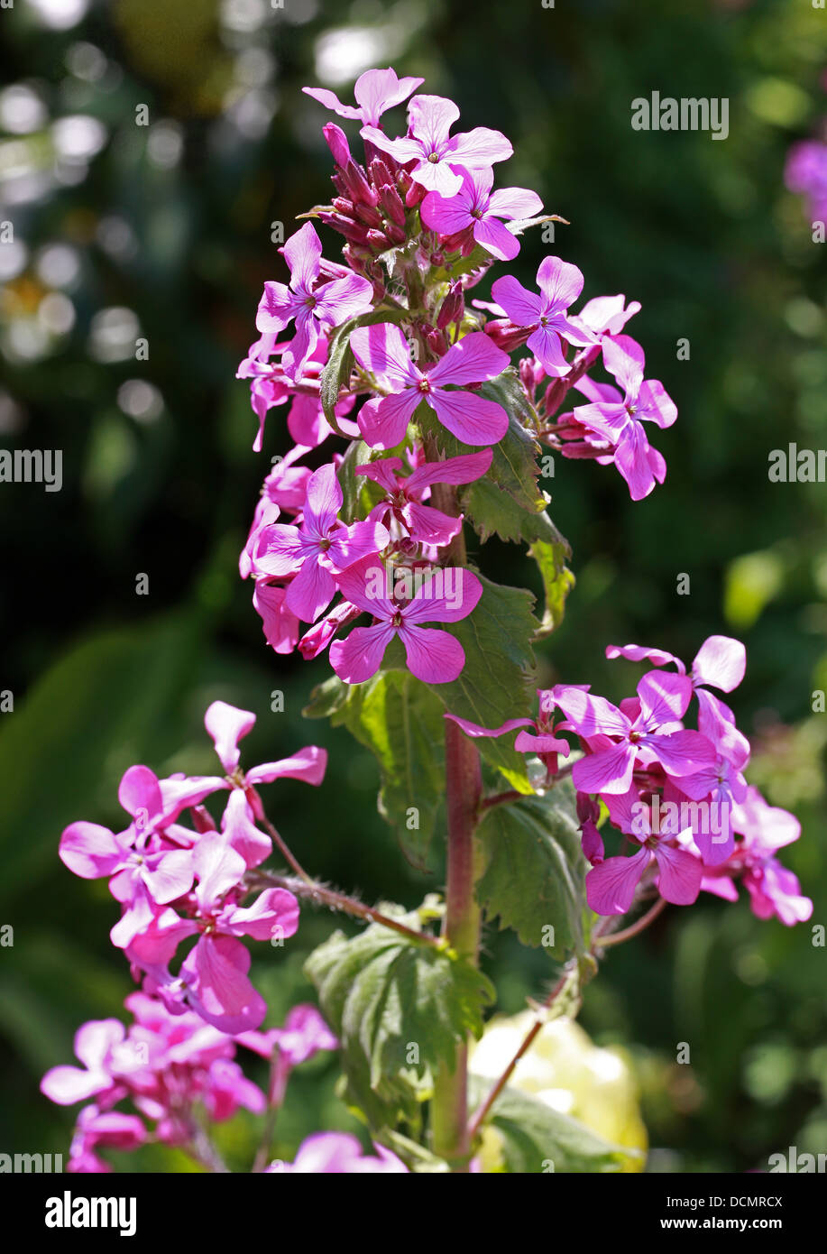 Honestidad o anual de la honestidad, la lunaria annua, Brassicaceae Foto de stock