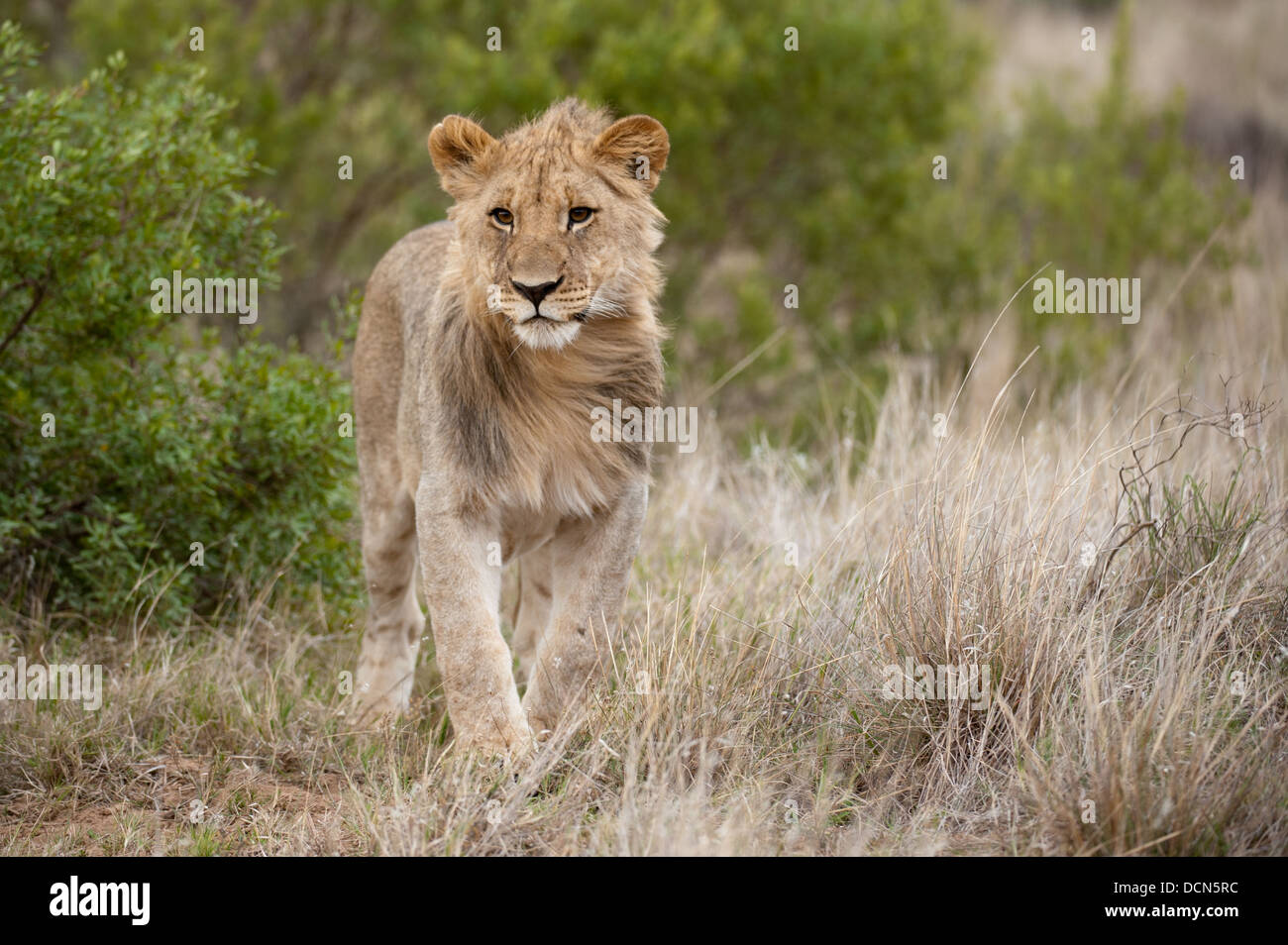 Cachorro de león (LEO), Panthero Shamwari Game Reserve, Eastern Cape, Sudáfrica Foto de stock
