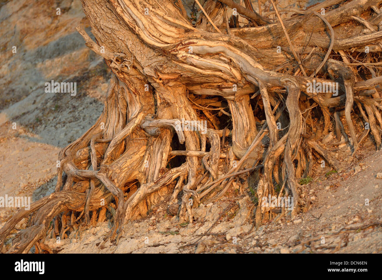 Abrir las raíces de los árboles a lo largo de un lecho de río en África austral Foto de stock