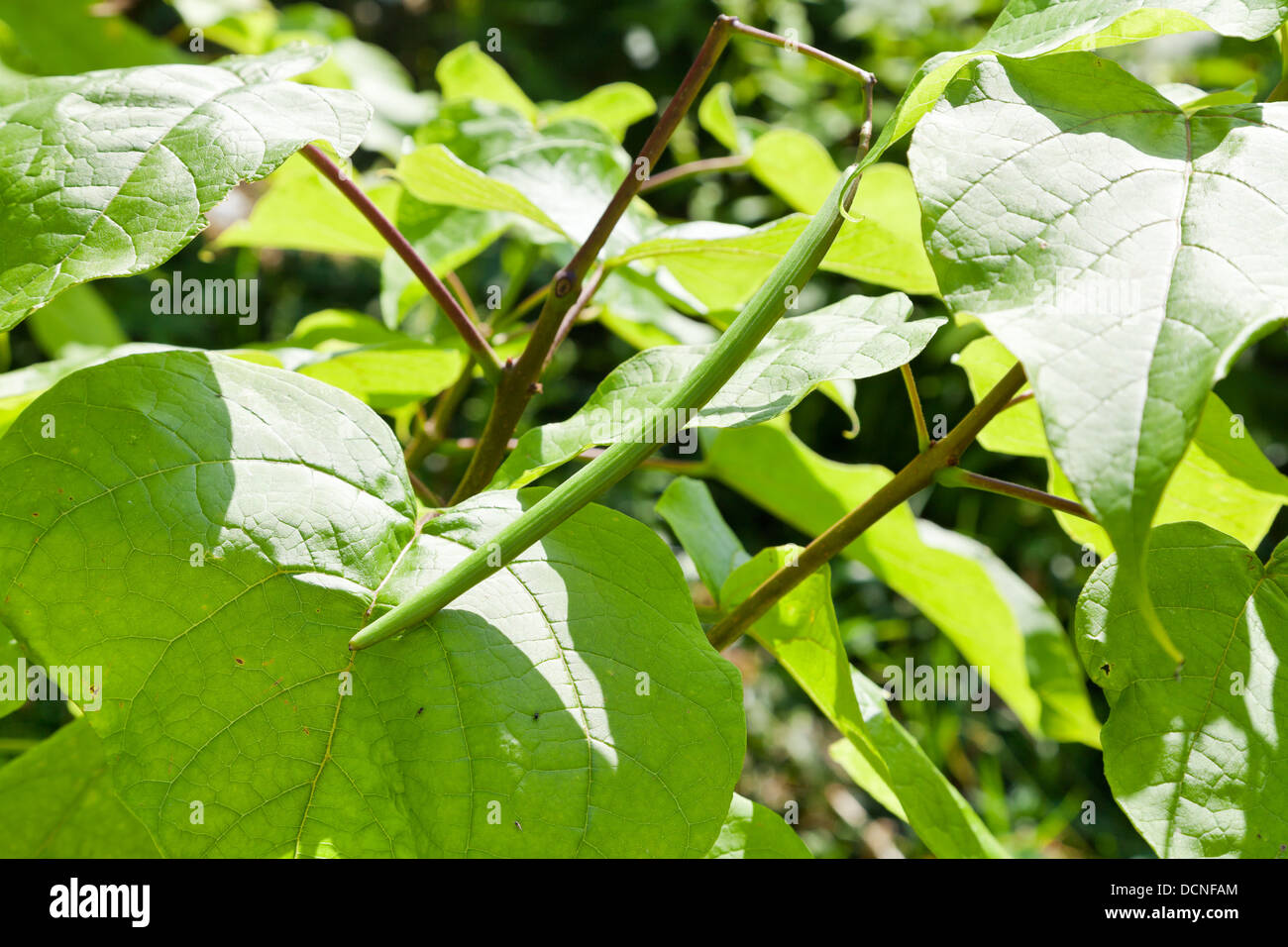 Beanpod verdes y grandes hojas de árbol Catalpa cerrar Foto de stock