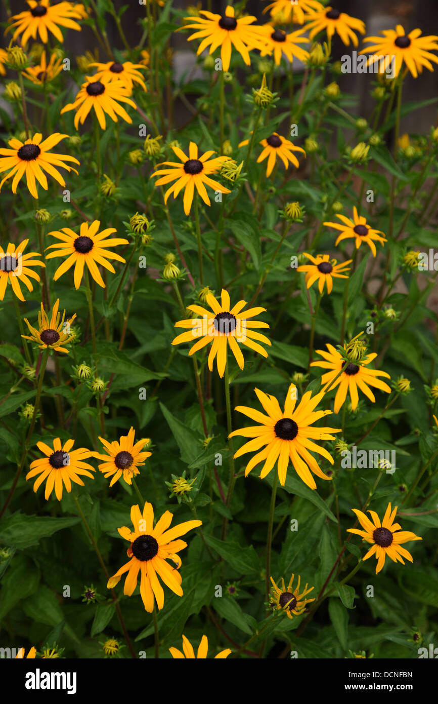 Black-eyed Susan flores en el jardín Foto de stock