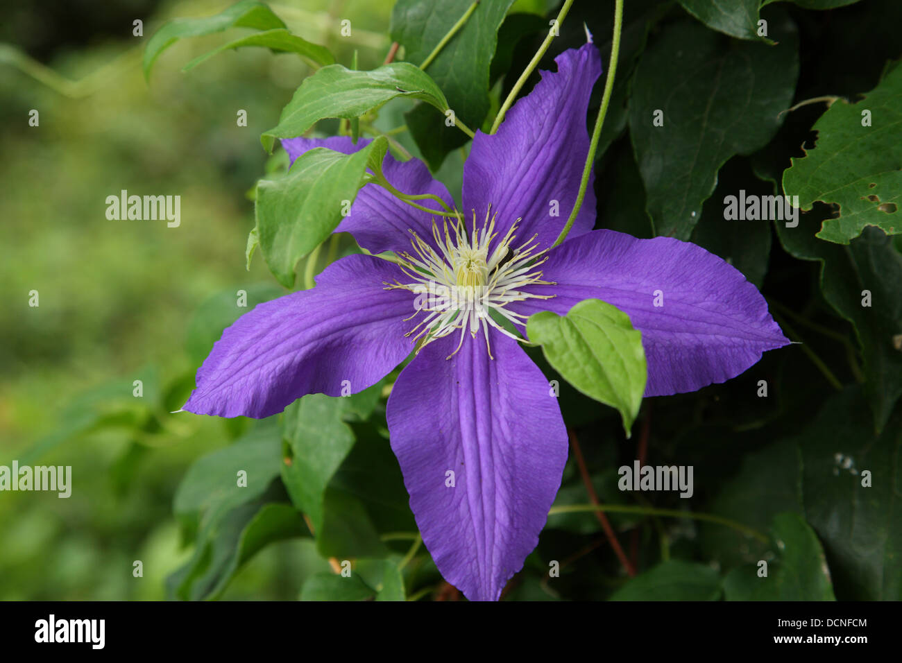 Clematis púrpura Foto de stock