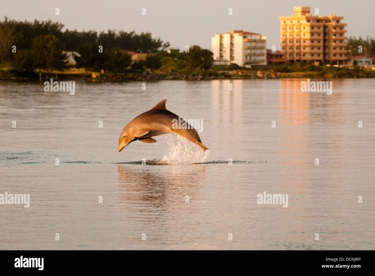 Los jóvenes delfines nariz de botella Tursiops truncatus saltando en el mar en la ciudad de La Laguna, Santa Catarina, Brasil Foto de stock