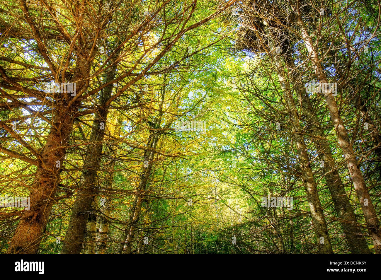 Bosque grueso fotografías e imágenes de alta resolución Alamy